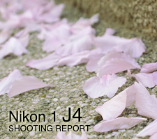 Nikon 1 J4 SHOOTING REPORT