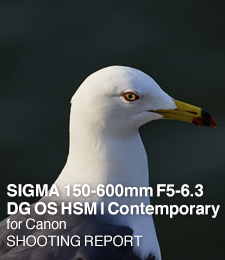 SIGMA 150-600mm F5-6.3 DG OS HSM | Contemporary for Canon  SHOOTING REPORT