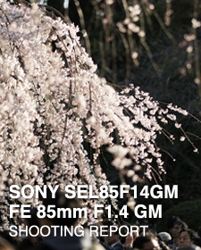 SONY SEL85F14GM FE 85mm F1.4 GM SHOOTING REPORT