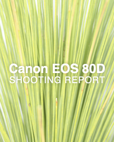 Canon EOS 80D  SHOOTING REPORT