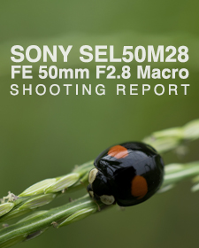 SONY SEL50M28 FE 50mm F2.8 Macro  SHOOTING REPORT