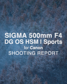 SIGMA 500mm F4 DG OS HSM | Sports for Canon  SHOOTING REPORT
