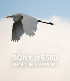 SONY α6500  SHOOTING REPORT