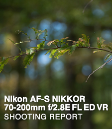 Nikon AF-S NIKKOR 70-200mm f/2.8E FL ED VR  SHOOTING REPORT