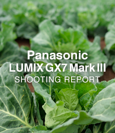 Panasonic LUMIX DMC-GX7MK3  SHOOTING REPORT