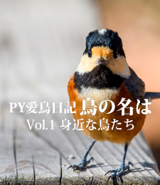 PY愛鳥日記：鳥の名は - Vol.1 身近な鳥たち