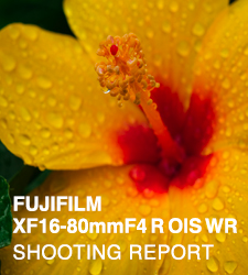 FUJIFILM XF16-80mmF4 R OIS WR  SHOOTING REPORT