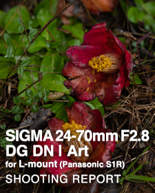 SIGMA 24-70mm F2.8 DG DN | Art on Panasonic for Panasonic LUMIX S1R  SHOOTING REPORT