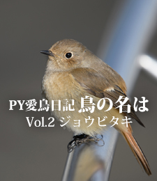 PY愛鳥日記：鳥の名は - Vol.2 ジョウビタキ