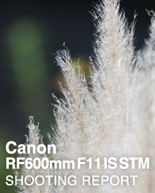 Canon RF600mm F11 IS STM  SHOOTING REPORT