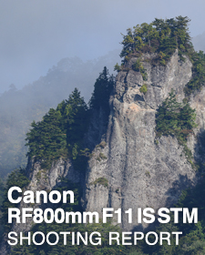 Canon RF800mm F11 IS STM  SHOOTING REPORT