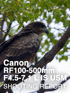 Canon RF100-500mm F4.5-7.1 L IS USM  SHOOTING REPORT