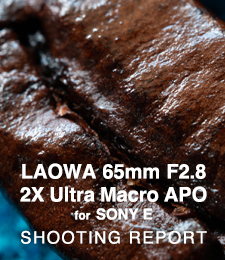 LAOWA 65mm F2.8 2X Ultra Macro APO  SHOOTING REPORT