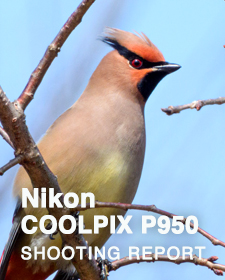 Nikon COOLPIX P950  SHOOTING REPORT