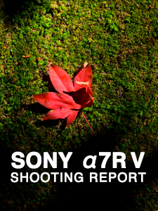 SONY α7R V SHOOTING REPORT