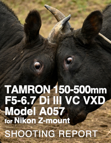 TAMRON 150-500mm F5-6.7 Di III VC VXD Model A057 for Nikon Z-mount  SHOOTING REPORT vol.2