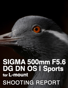 SIGMA 500mm F5.6 DG DN OS | Sports for L-mount  SHOOTING REPORT