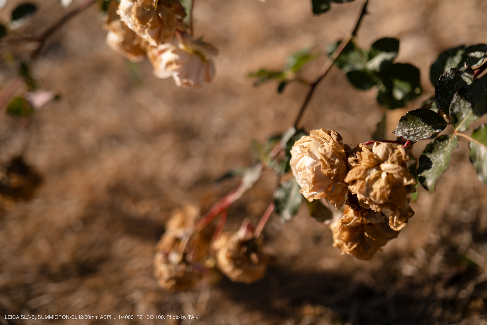 LEICA SL3-S, SUMMICRON-SL f2/50mm ASPH., Photo by TAK