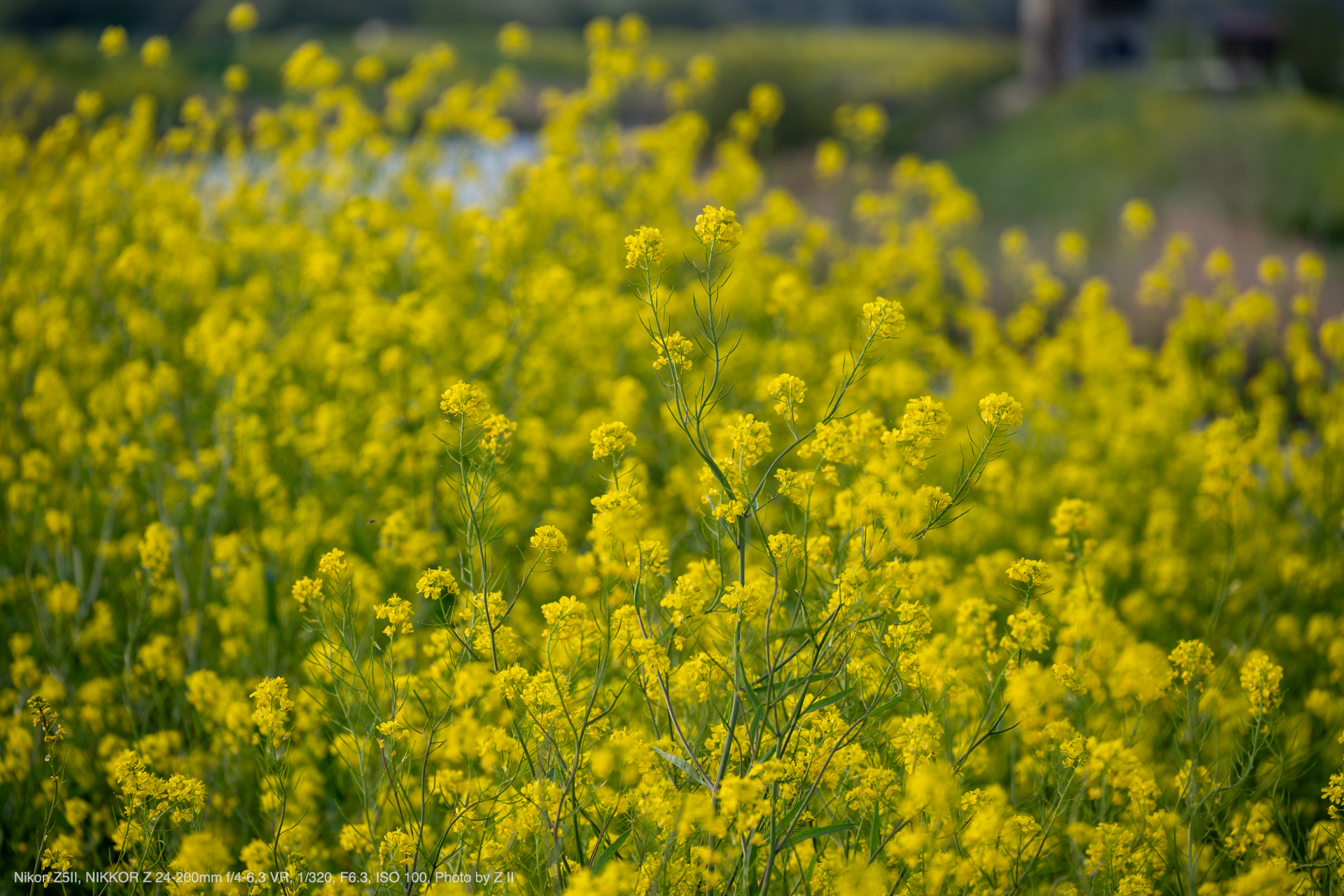Nikon Z5II, NIKKOR Z 24-200mm f/4-6.3 VR, Photo by Z II