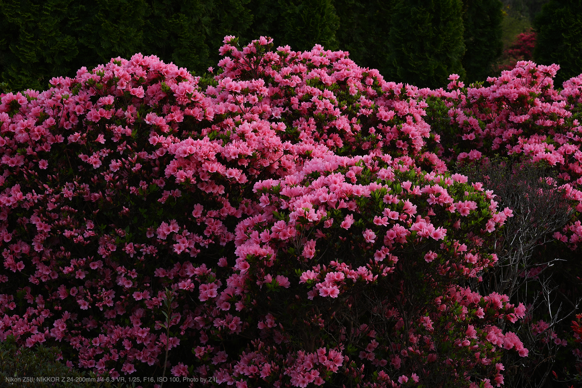 Nikon Z5II, NIKKOR Z 24-200mm f/4-6.3 VR, Photo by Z II