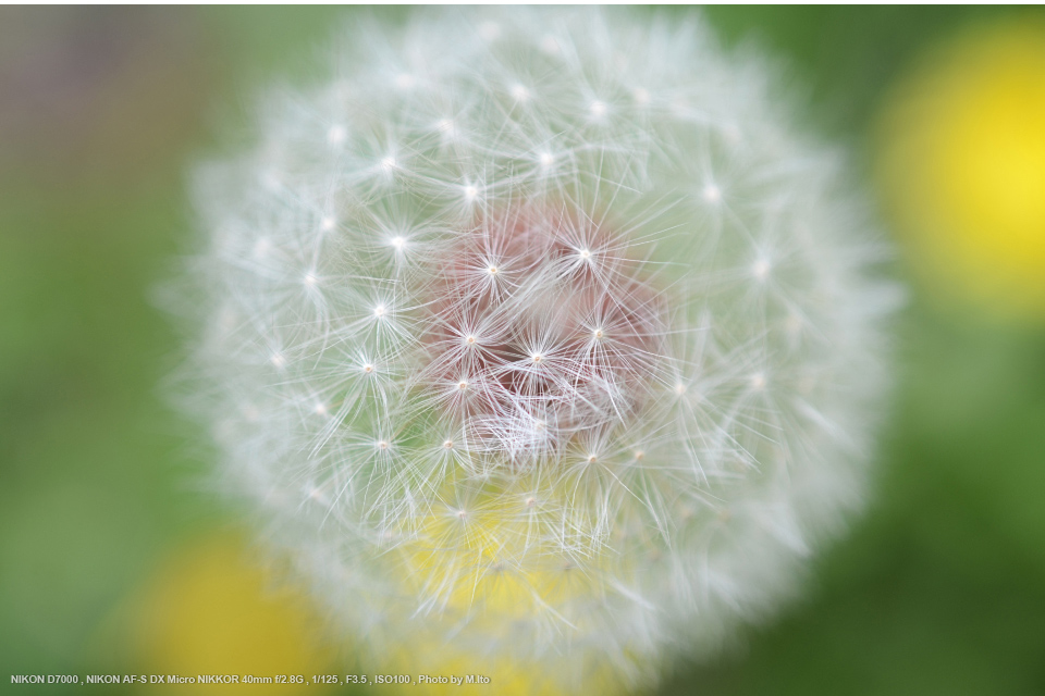 単焦点☆AF-S DX Micro NIKKOR 40mm f/2.8Gレンズ(単焦点) - レンズ(単 ...