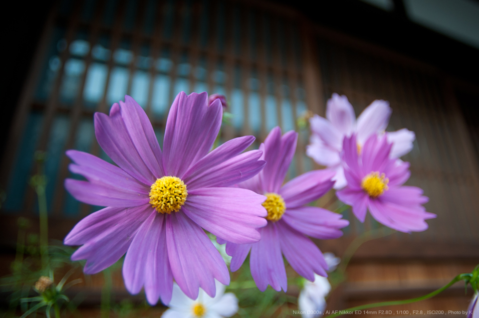 レンズケースは付属しませんAI AF Nikkor 14mm f/2.8D ED Nikon