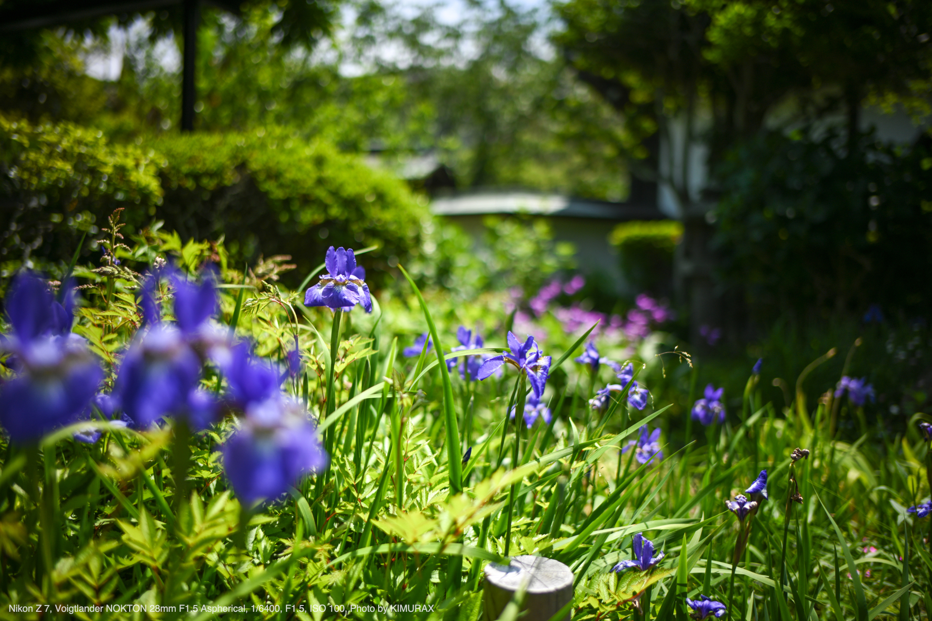 Nikon Z7, Voigtlander NOKTON 28mm F1.5 Aspherical, Photo by KIMURAX