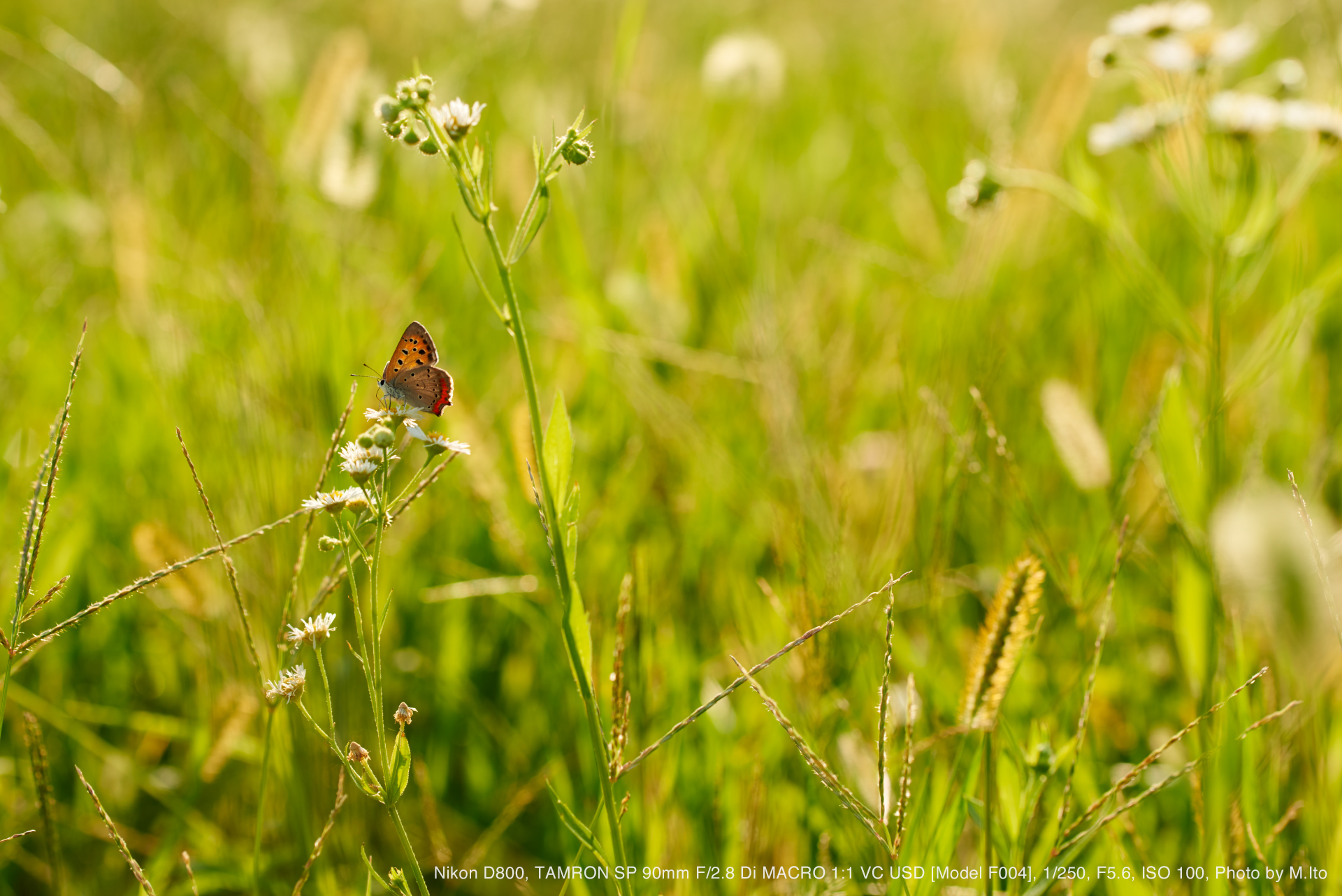 Nikon D800, TAMRON SP 90mm F/2.8 Di MACRO 1:1 VC USD Model F004, 1/250, F5.6, ISO 100, Photo by M.Ito