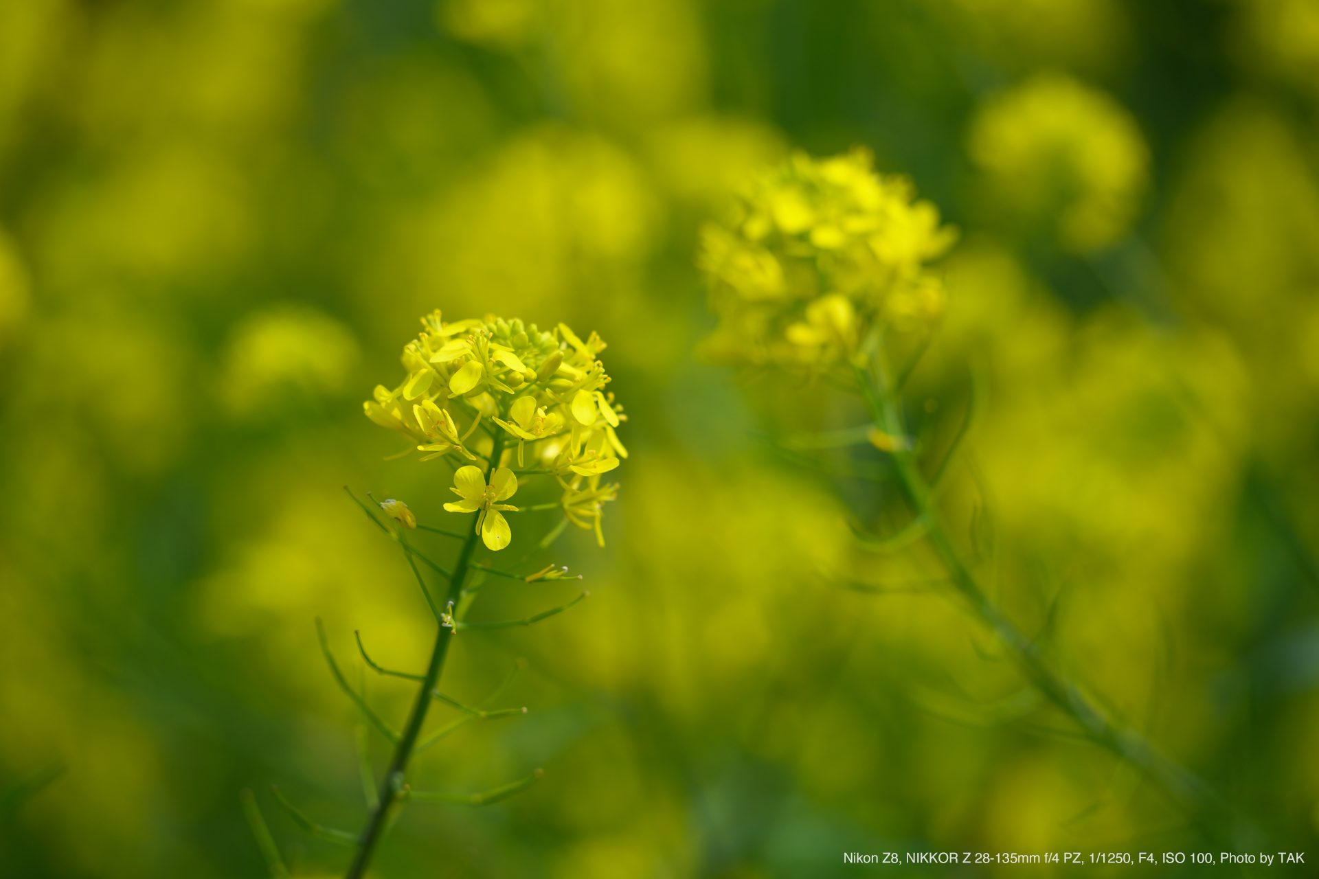Nikon Z8, NIKKOR Z 28-135mm f/4 PZ, Photo by TAK