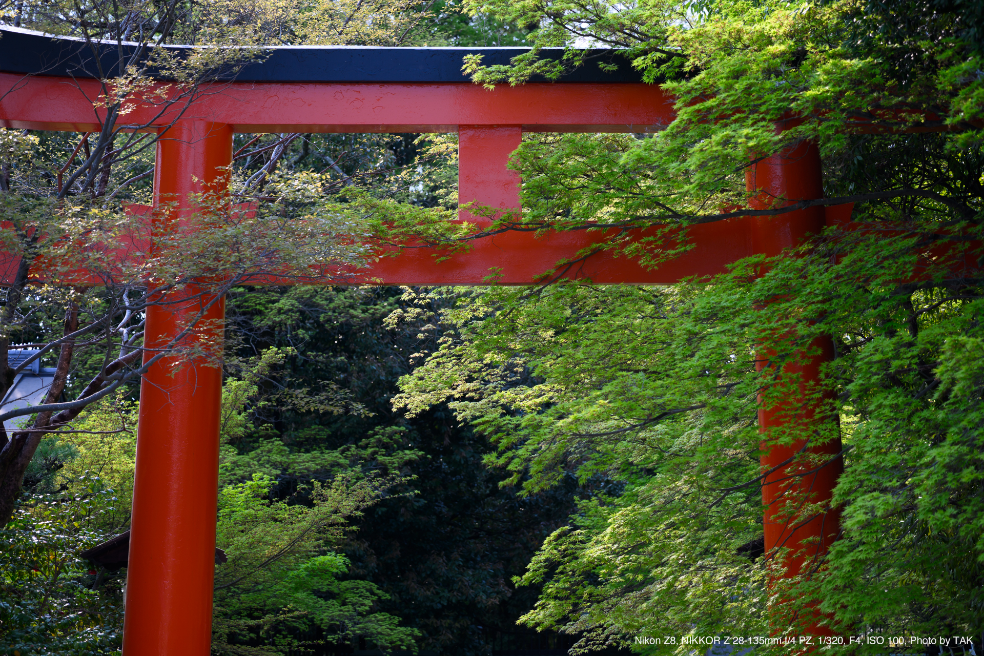 Nikon Z8, NIKKOR Z 28-135mm f/4 PZ, Photo by TAK