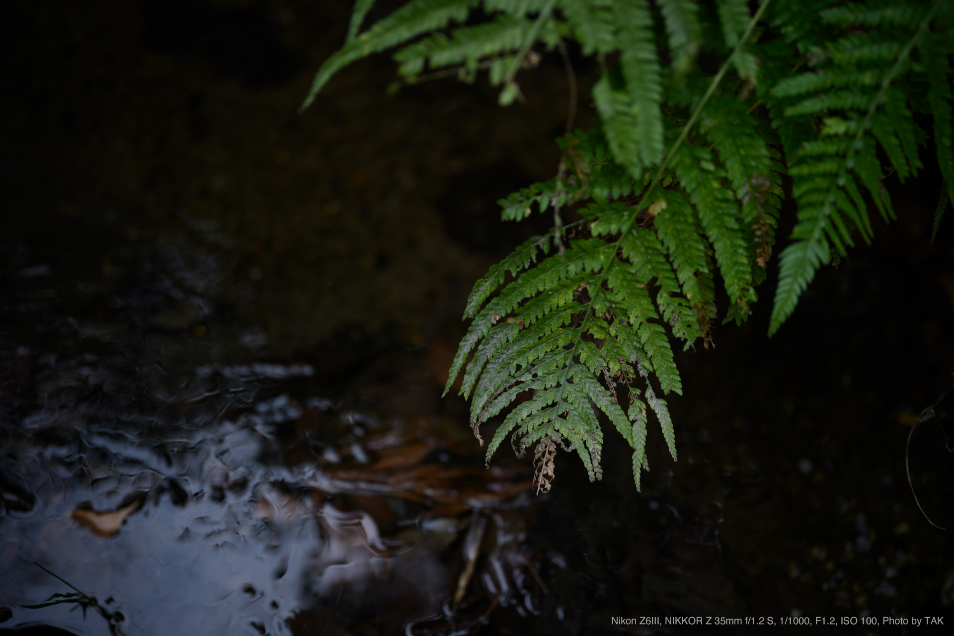 Nikon Z6III, NIKKOR Z 35mm f/1.2 S, Photo by TAK