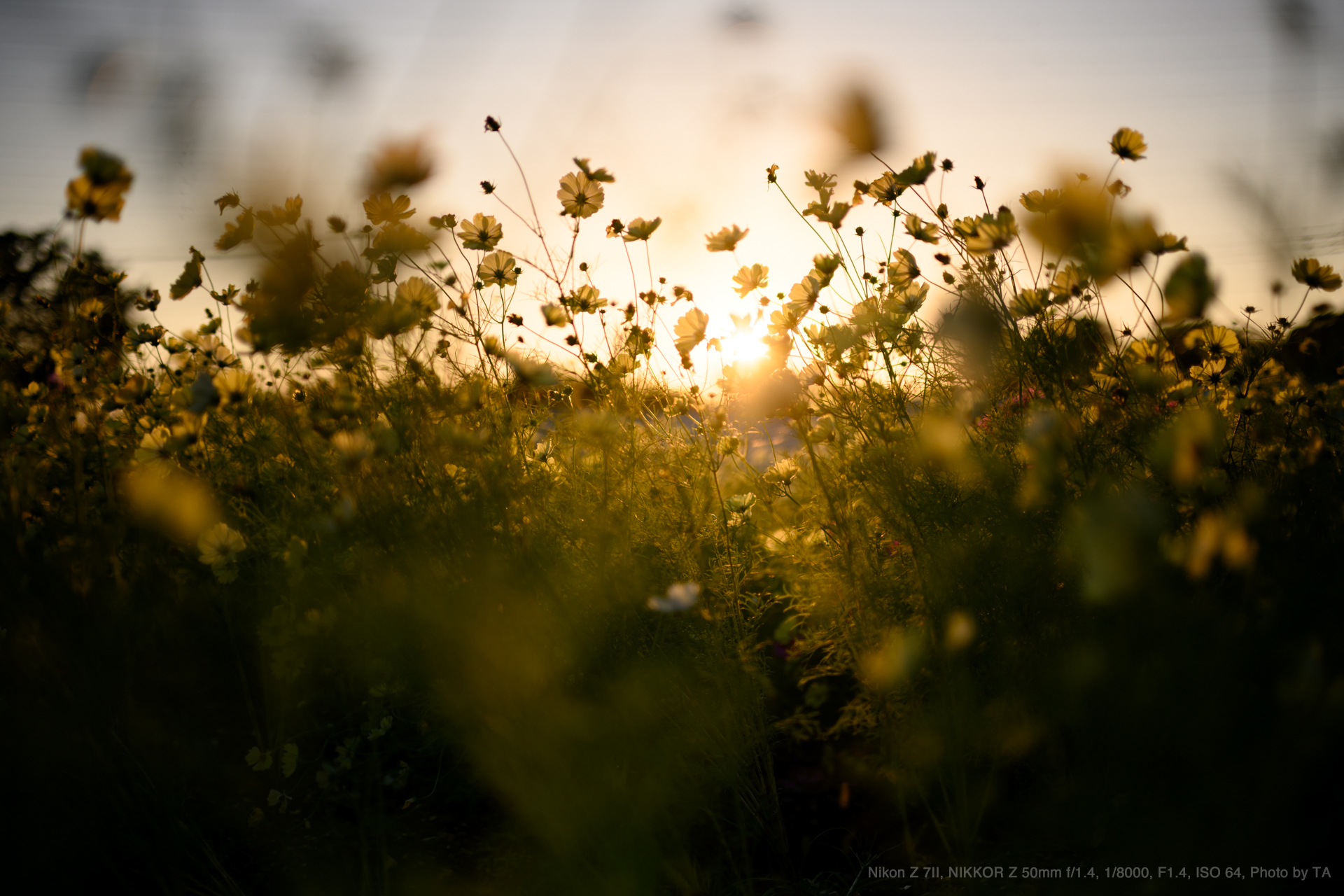 Nikon Z7II, Nikkor Z 50mm f/1.4, Photo by TA