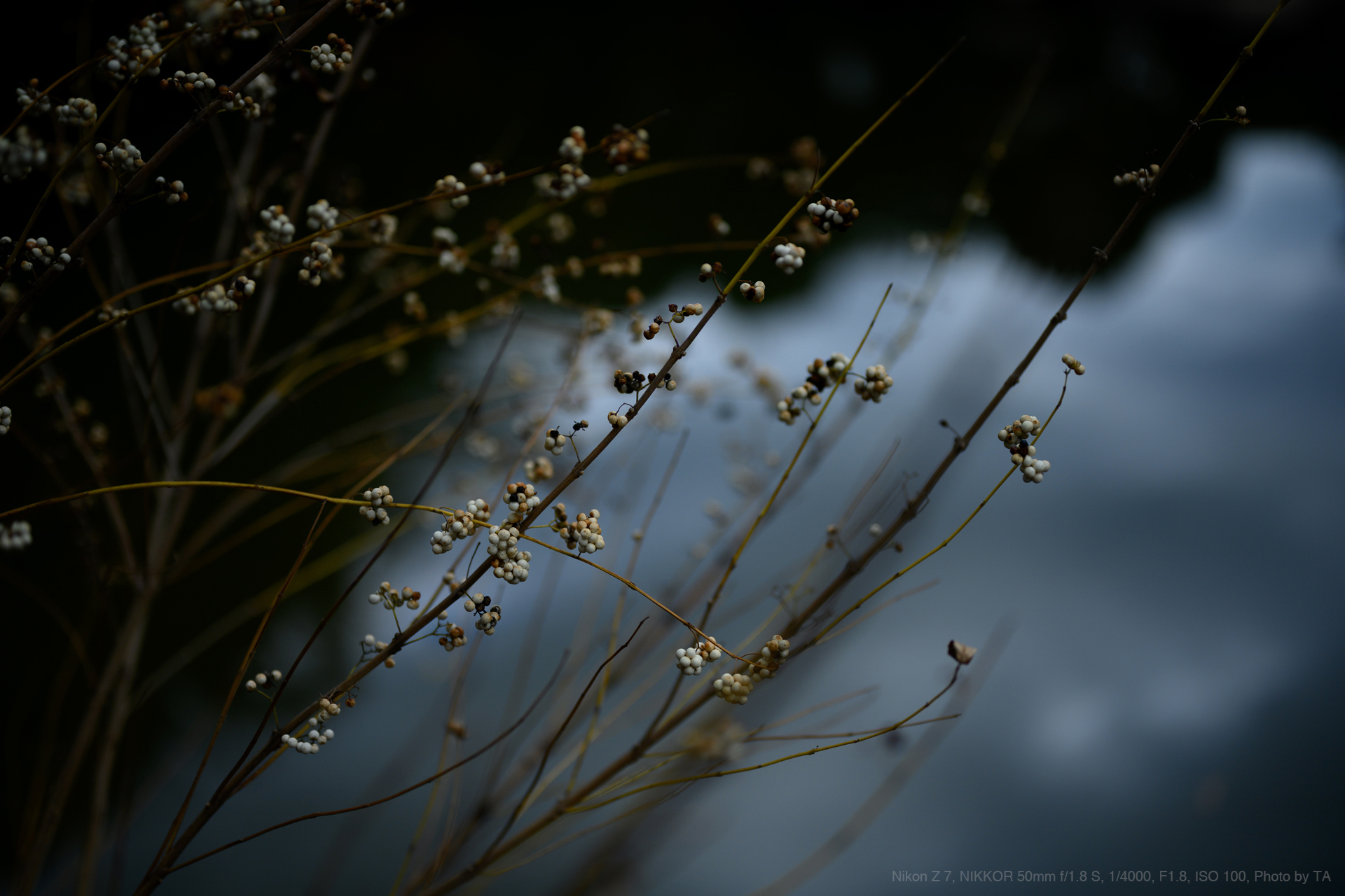 NIKKOR Z 50mm F/1.8コメントありがとうございます