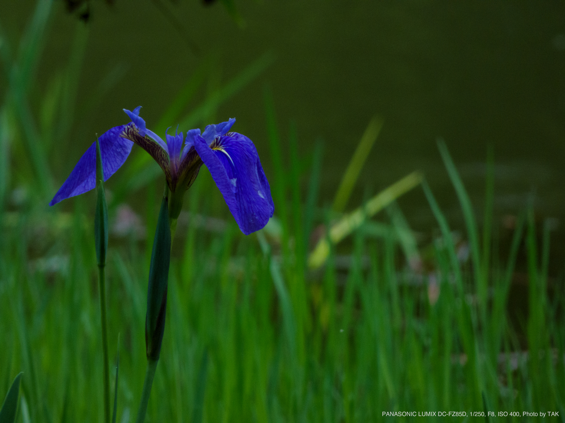 Panasonic LUMIX DC-FZ85D, Photo by TAK