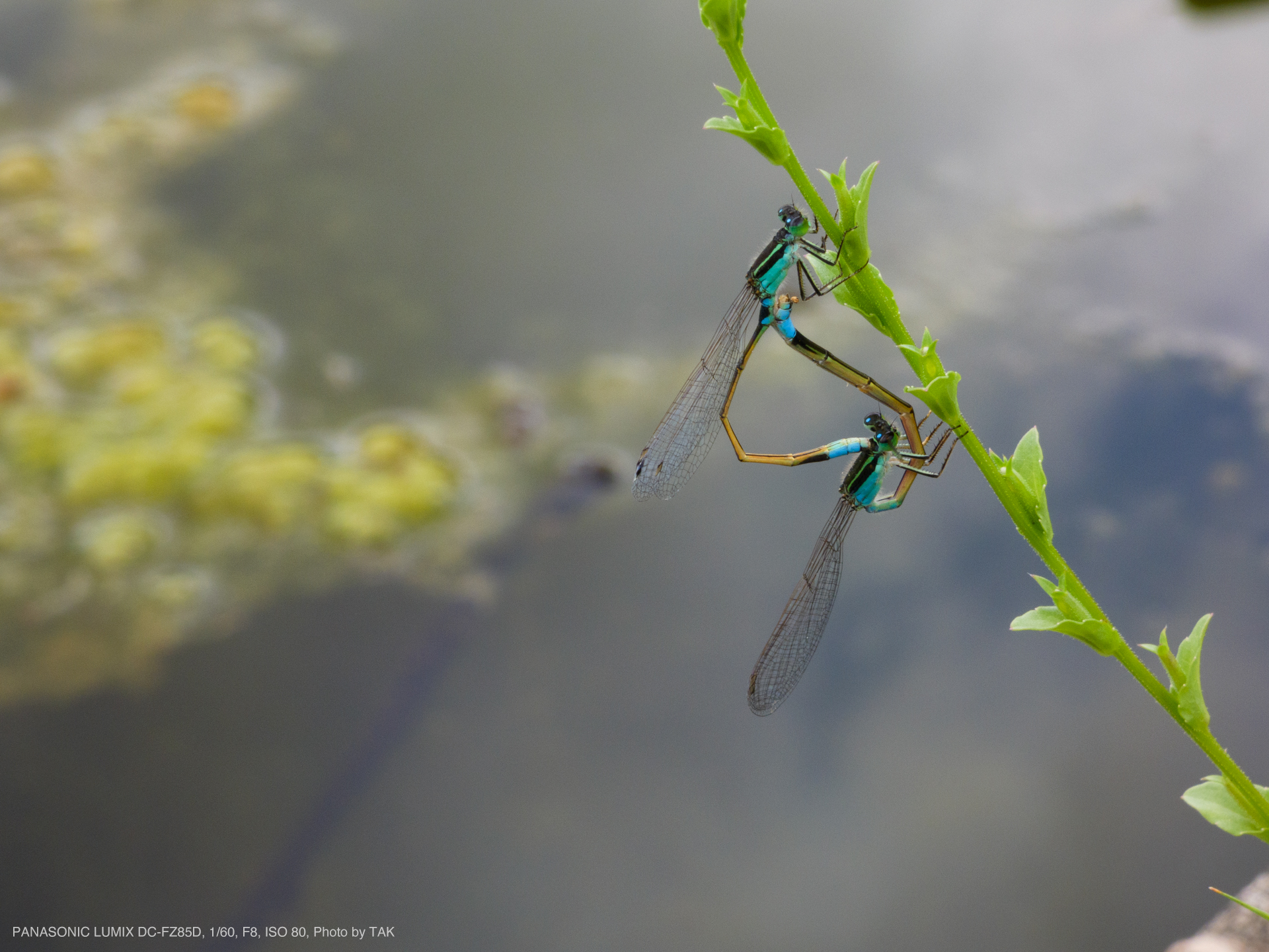 Panasonic LUMIX DC-FZ85D, Photo by TAK