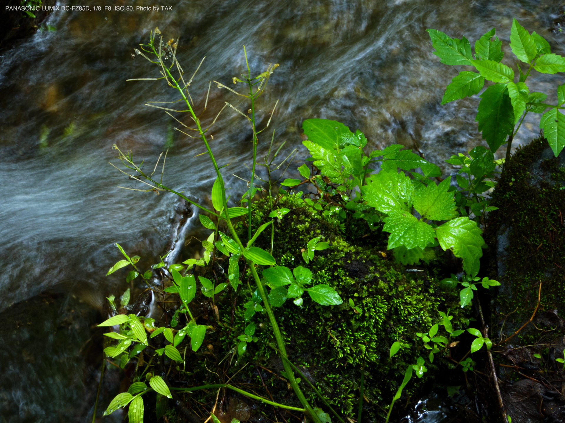 Panasonic LUMIX DC-FZ85D, Photo by TAK