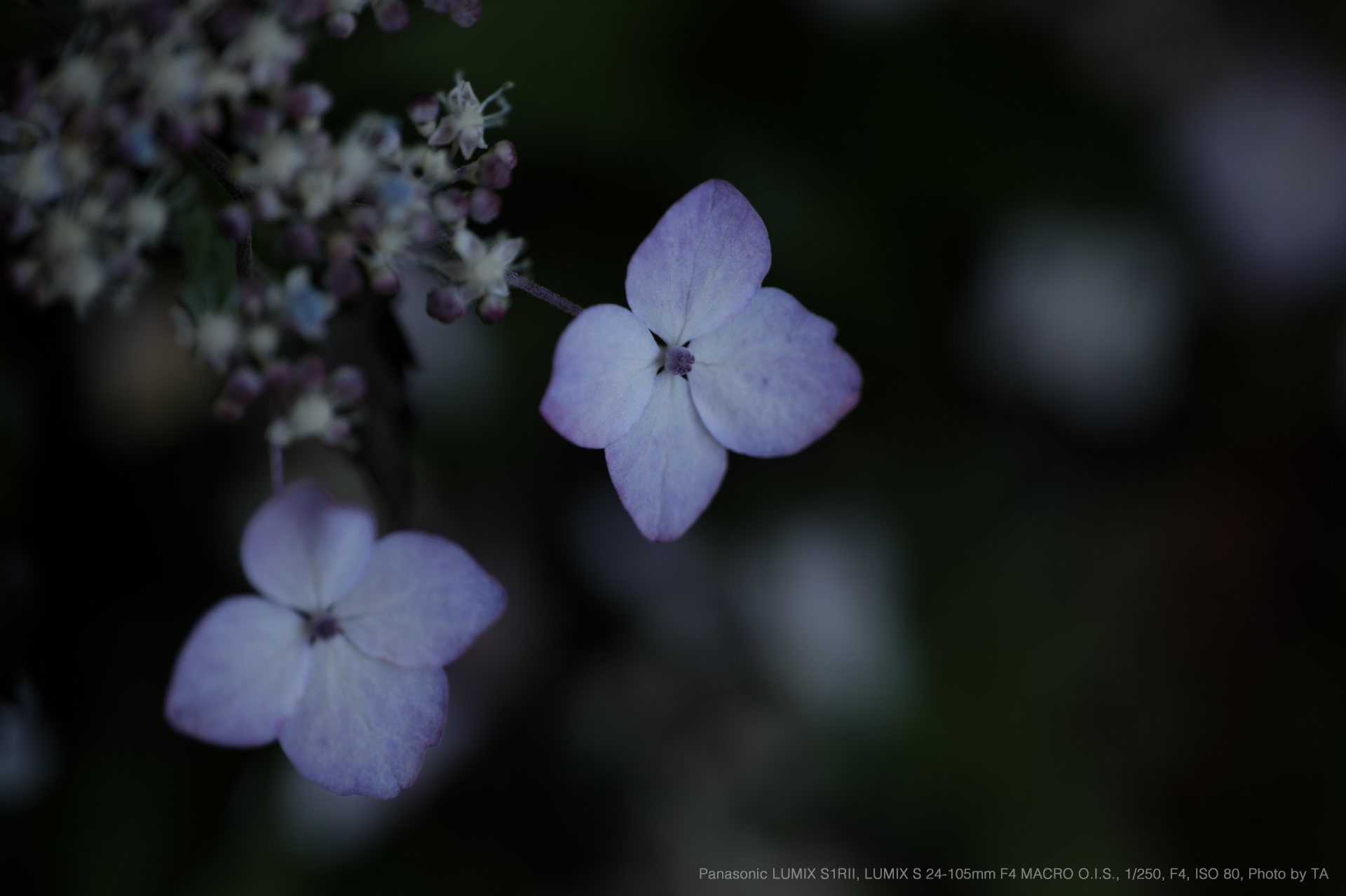 Panasonic LUMIX S1R II, LUMIX S 24-105mm F4 MACRO O.I.S., Photo by TA