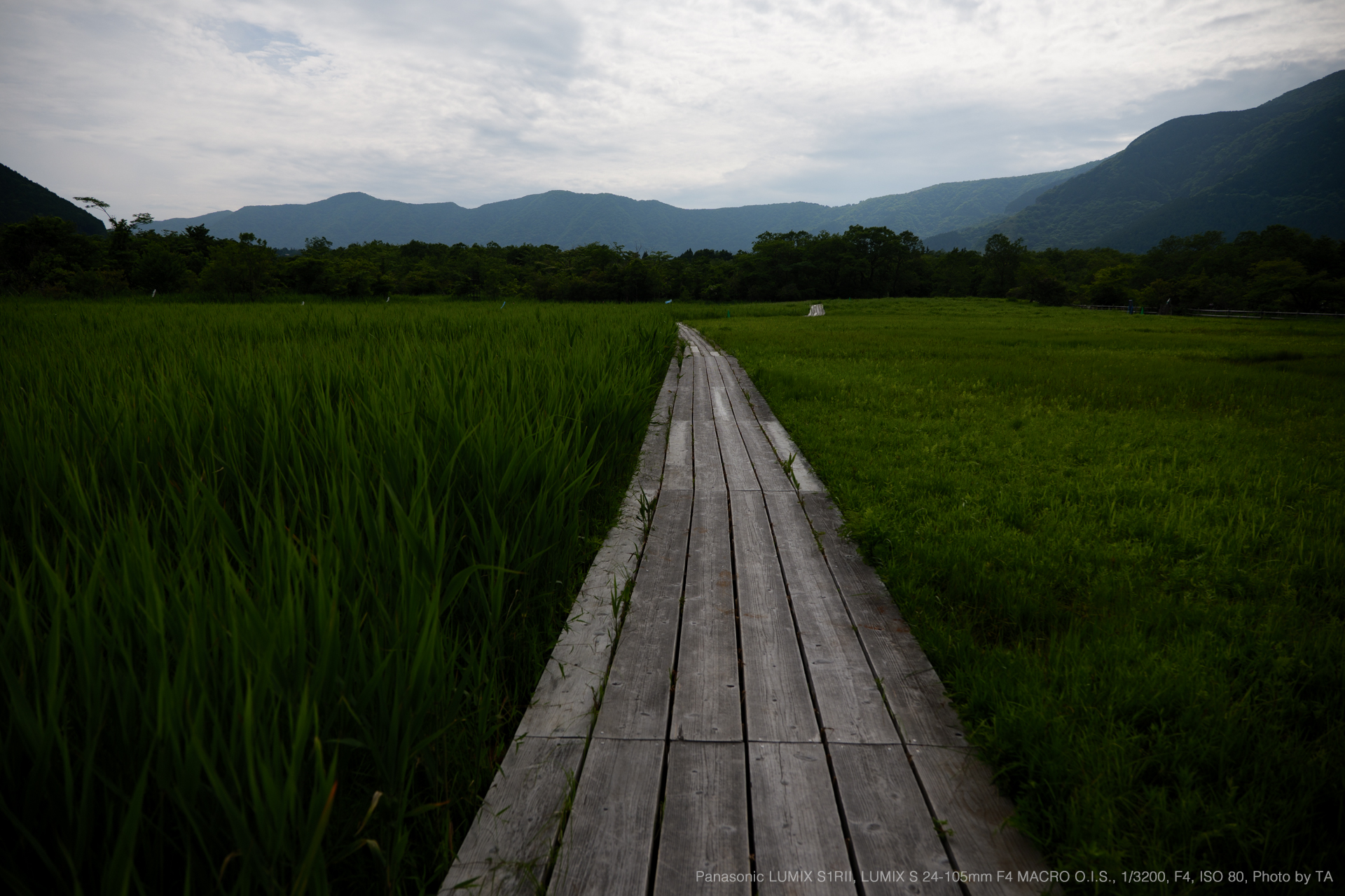 Panasonic LUMIX S1R II, LUMIX S 24-105mm F4 MACRO O.I.S., Photo by TA