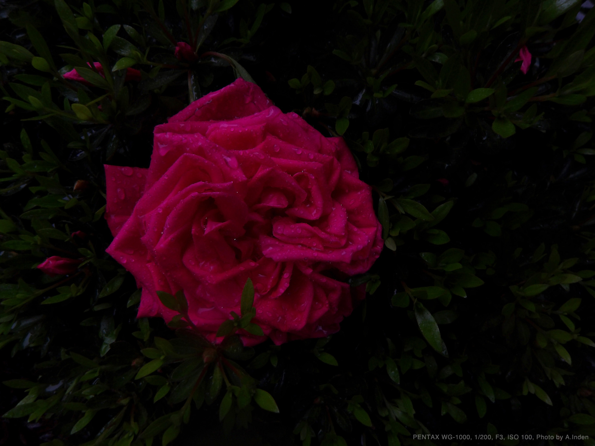 PENTAX WG-1000,Photo by A.Inden