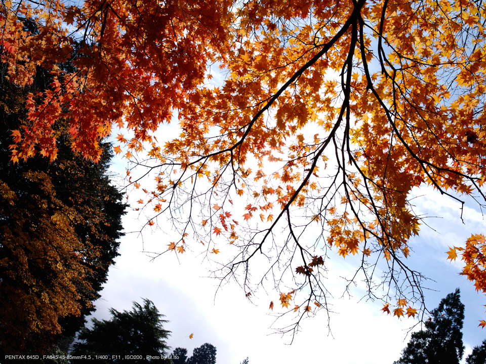 PENTAX（ペンタックス） smc PENTAX-FA645 45-85mmF4.5 実写レビュー