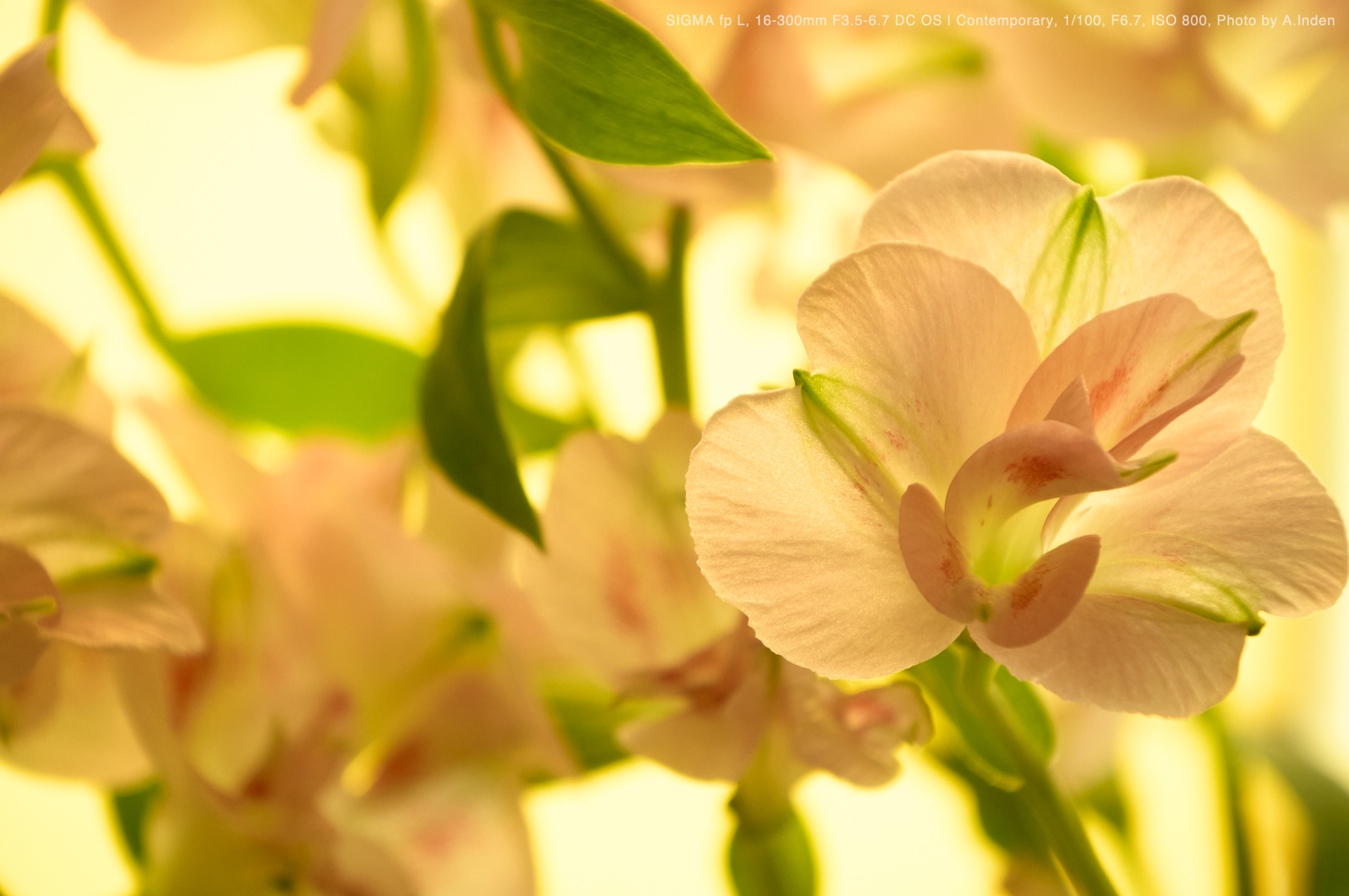 SIGMA fp L, 16-300mm F3.5-6.7 DC OS,Photo by A.Inden