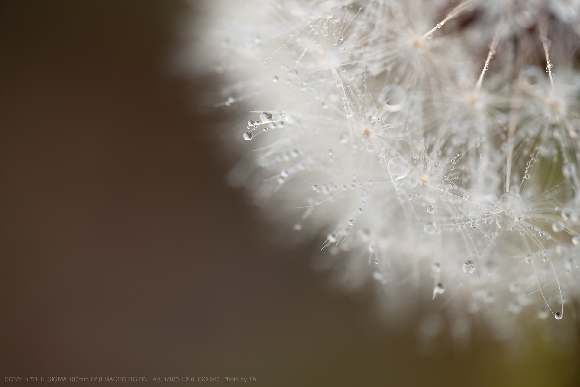 シグマの中でも素晴らしいレンズSIGMA 105mm F2.8 DG DN MACRO