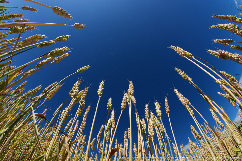 魚眼レンズ】 SIGMA 10mm F2.8 EX DCレア - レンズ(単焦点)