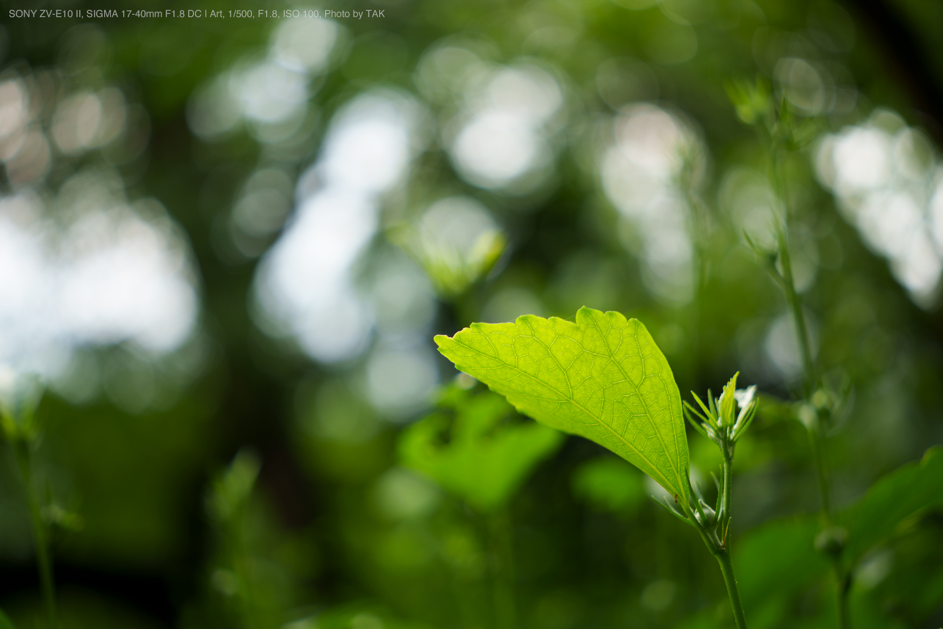 SONY ZV-E10 II, SIGMA 17-40mm F1.8 DC | Art, Photo by TAK