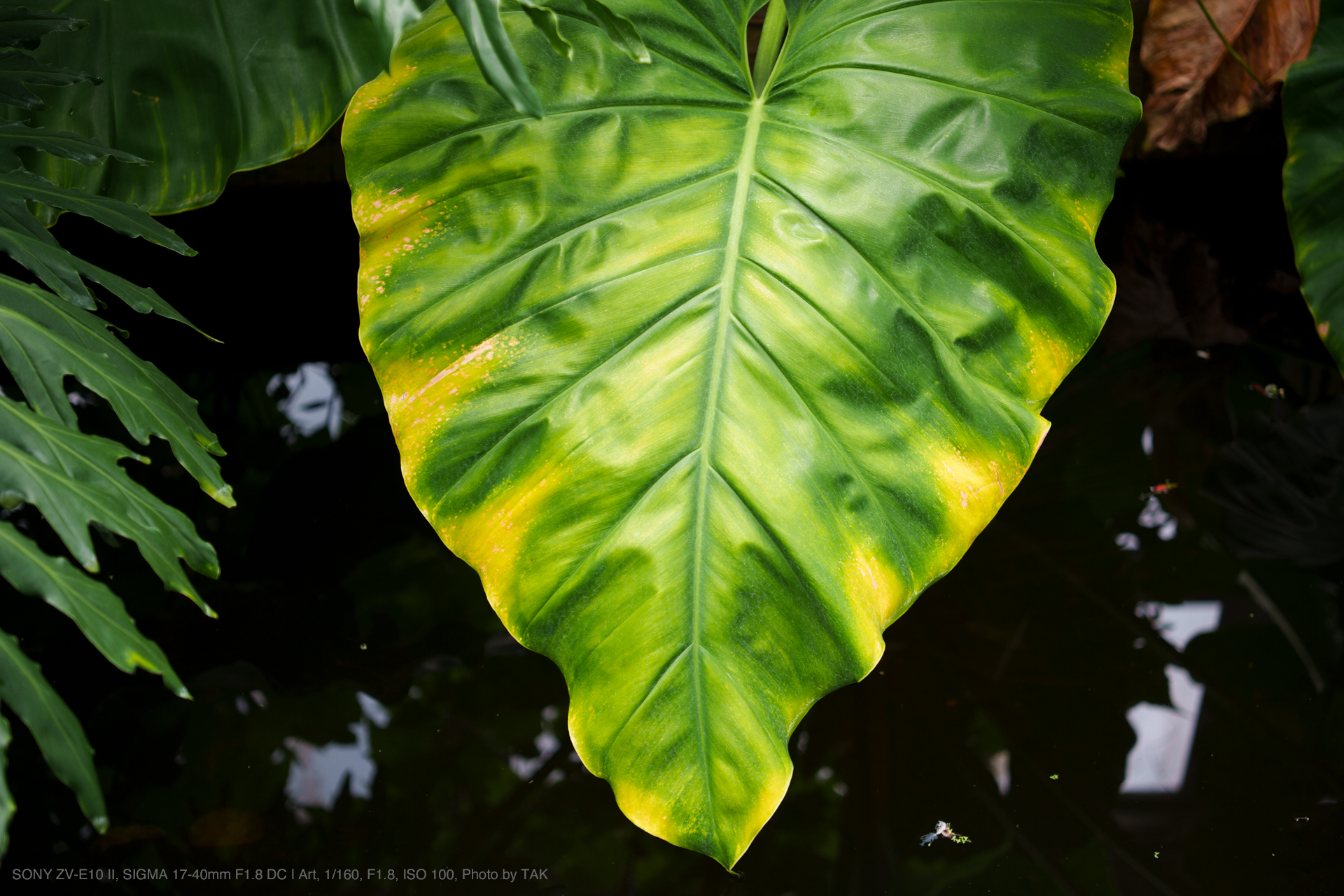 SONY ZV-E10 II, SIGMA 17-40mm F1.8 DC | Art, Photo by TAK