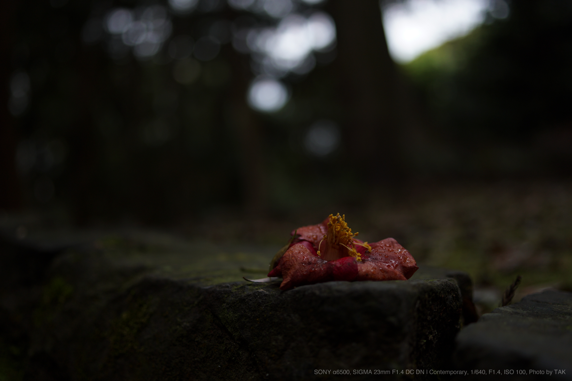 SONY α6500, SIGMA 23mm F1.4 DC DN | Contemporary, 1/640, F1.4, ISO 100, Photo by TAK 