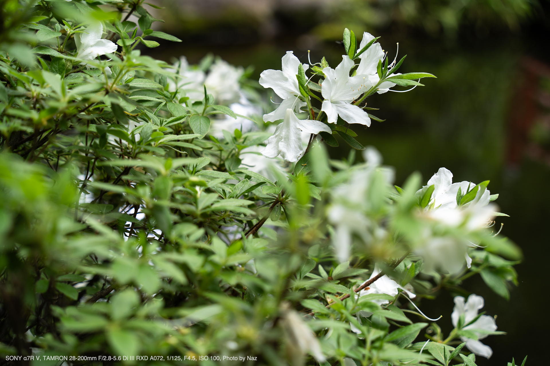 SONY α7R V, TAMRON 28-200mm F/2.8-5.6 Di III RXD Model A071, Photo by Naz