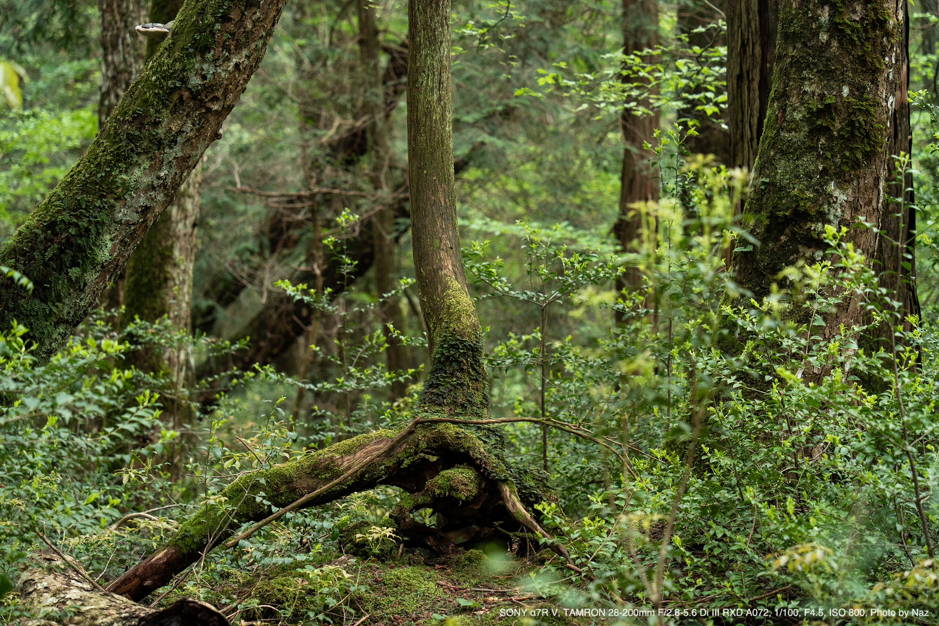 SONY α7R V, TAMRON 28-200mm F/2.8-5.6 Di III RXD Model A071, Photo by Naz