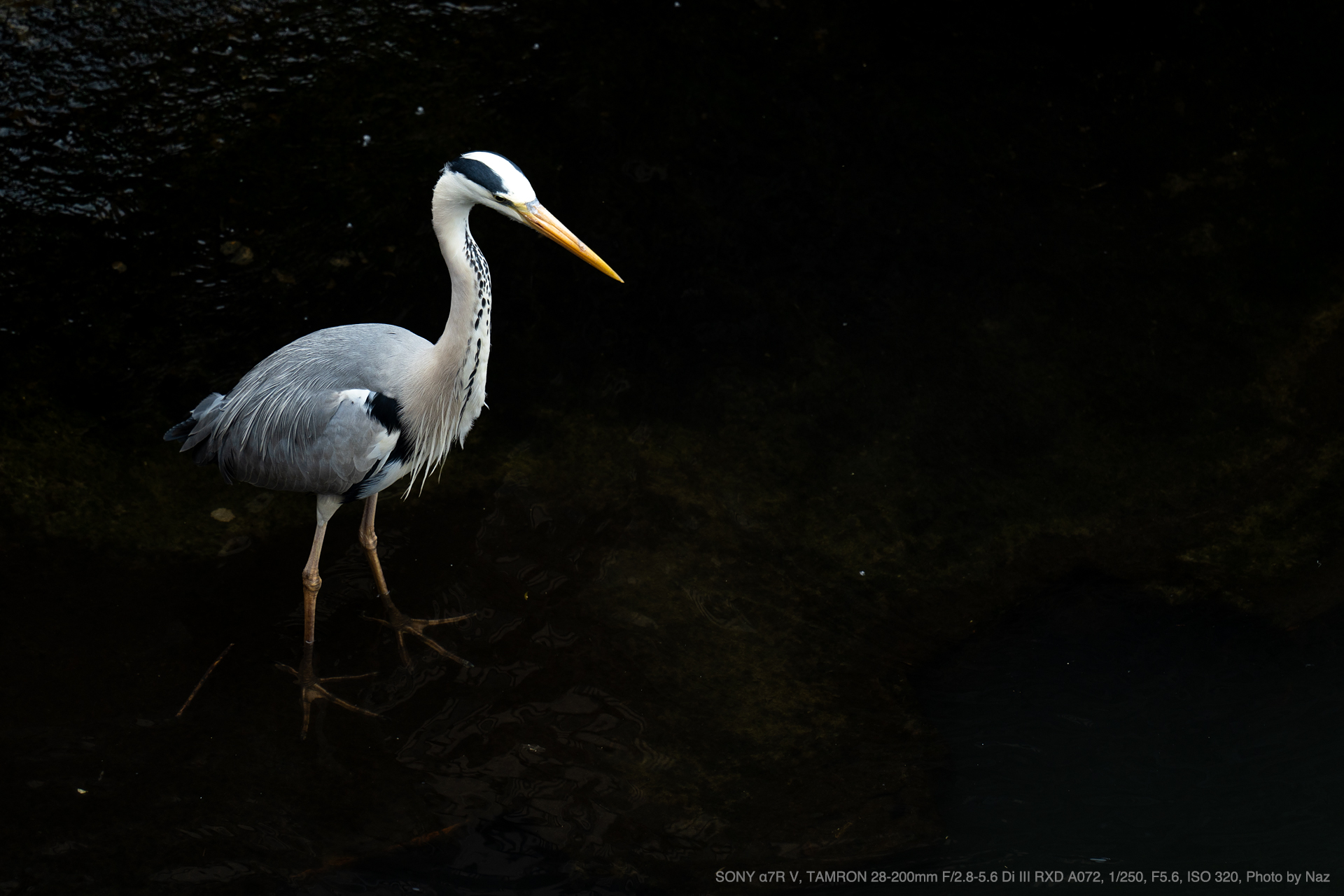 SONY α7R V, TAMRON 28-200mm F/2.8-5.6 Di III RXD Model A071, Photo by Naz