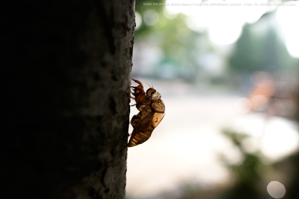 SIGMA（シグマ） 28mm F1.8 EX DG ASPHERICAL MACRO 実写レビュー ...